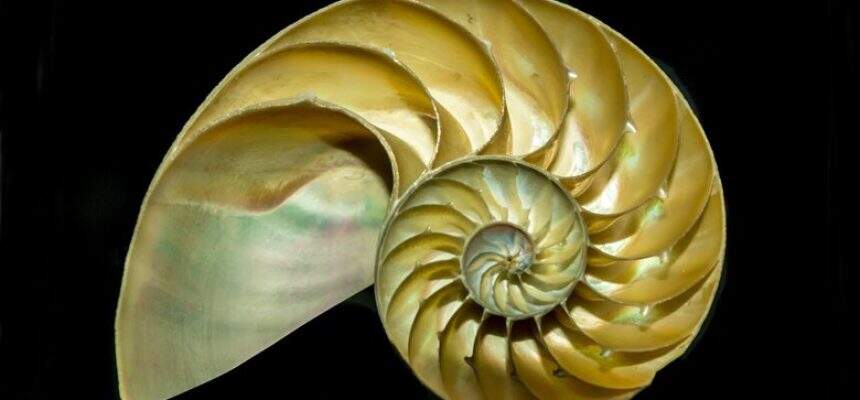 fibonacci perfect